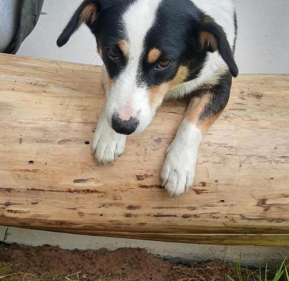 کلبه ییلاقی, Gierszówka