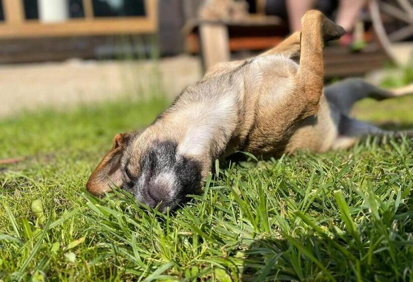 کلبه ییلاقی, Gierszówka