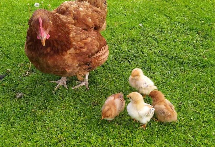 带1个卧室的公寓, Agroturystyka Wilkowyja