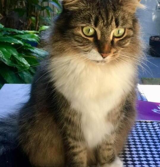 스탠다드 룸, Swan Guest House Room With Own Private Bathroom