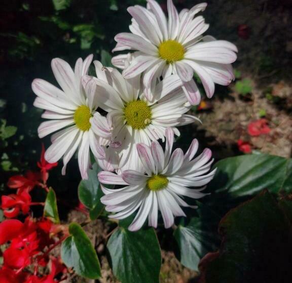 غرفة قياسية رباعية, Las Cabañas Del Escobo Cabaña Guacamayas