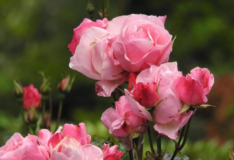 豪华房间, Ocean Wilderness Inn