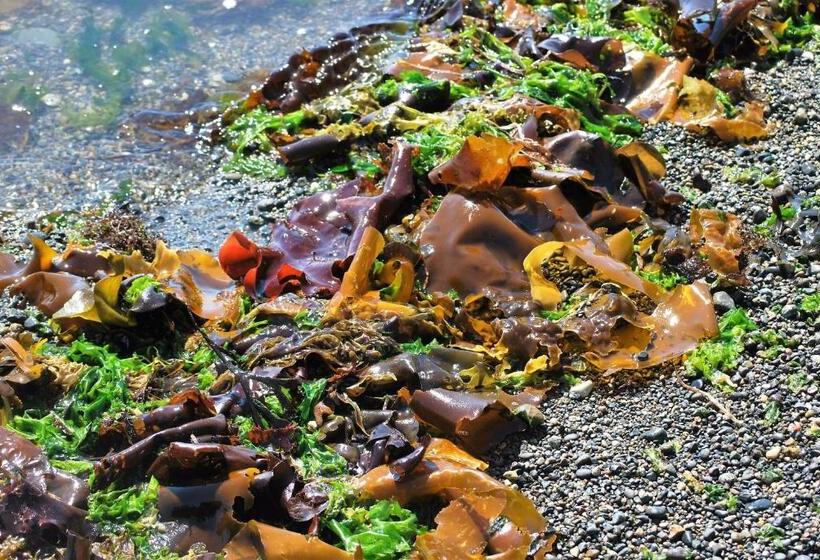 带大床的套房, Ocean Wilderness Inn