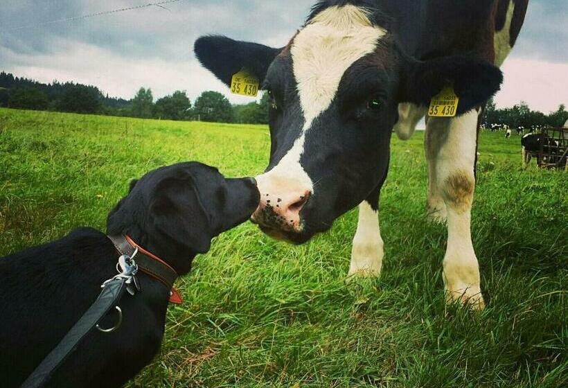 Номер Deluxe, Gutsherrenstube