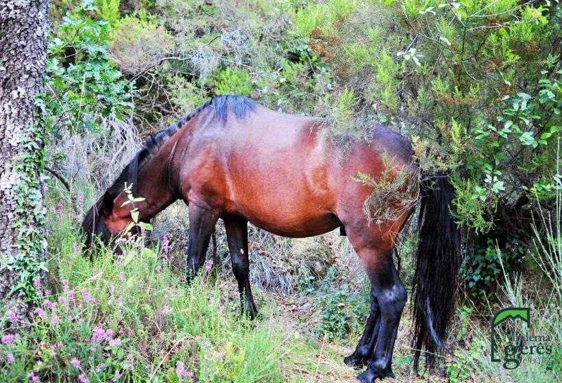 이코노미 룸, Moderna Do Geres