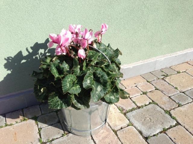 庭の見える１ベッドルームアパートメント, Villamir B&b