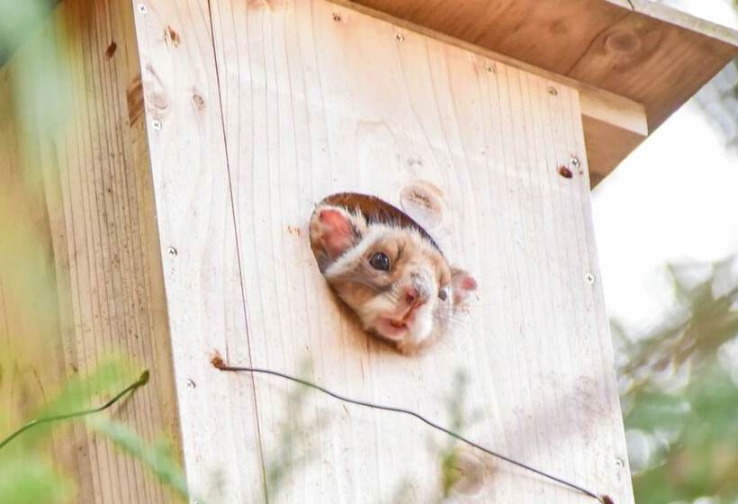 Standart Oda, Komagane Kogen Resort Linx