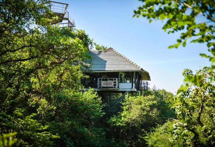 Suíte Familiar, The Machan