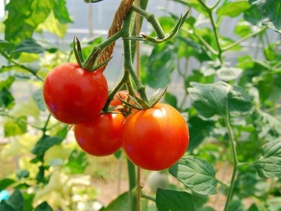 标准三人间共用浴室, Shizukatei