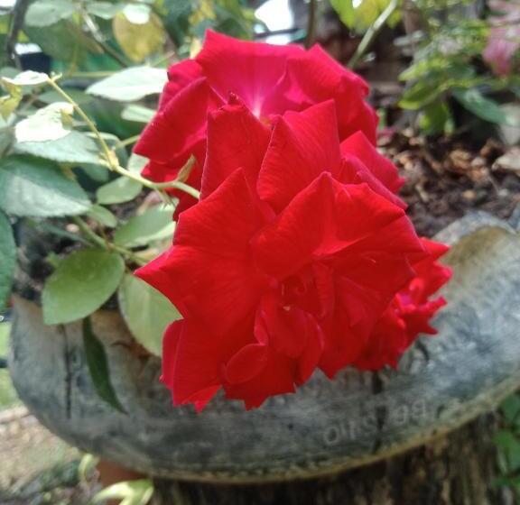 Standard-bungalow Puutarhanäkymä, Easylife Bungalow