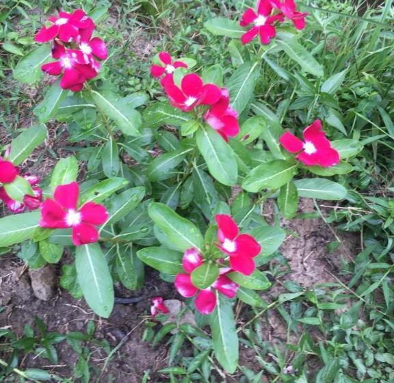 Deluxe-bungalow, Easylife Bungalow