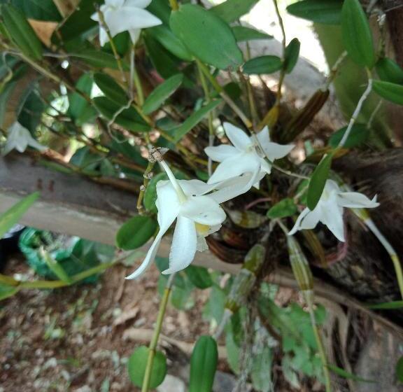 Deluxe-bungalow, Easylife Bungalow