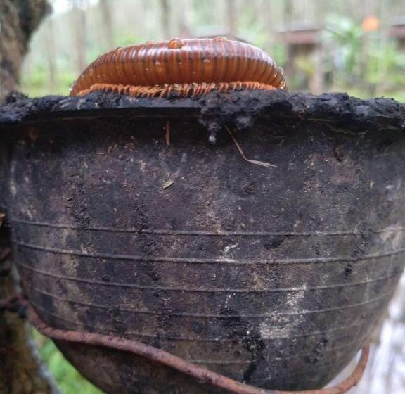 Deluxe-bungalow, Easylife Bungalow