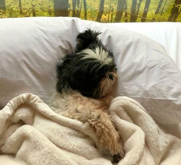 חדר דלוקס יחיד, Gather Greene