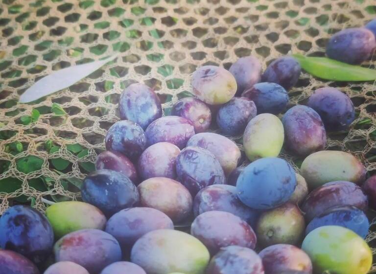 带1个卧室的公寓, Girasole Ad Antico Casale  700