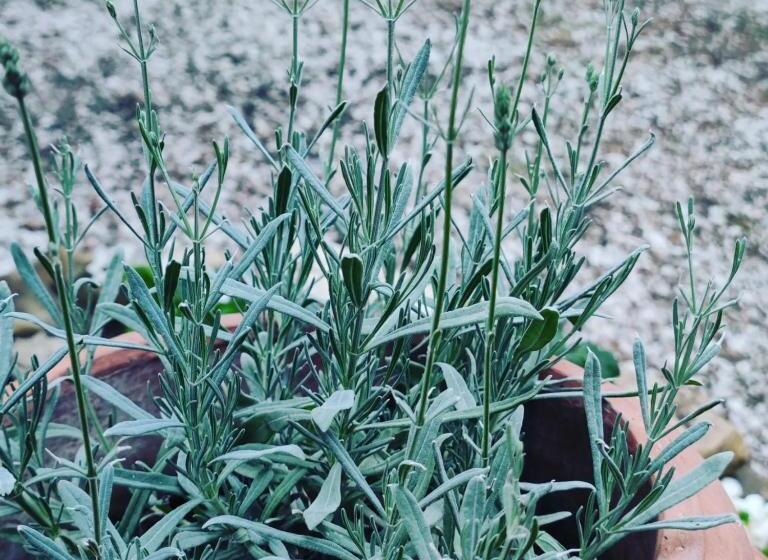 带1个卧室的公寓, Girasole Ad Antico Casale  700