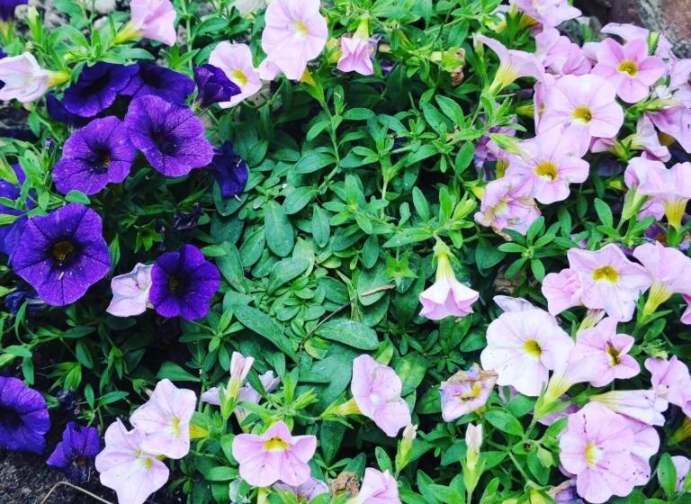 带1个卧室的公寓, Girasole Ad Antico Casale  700