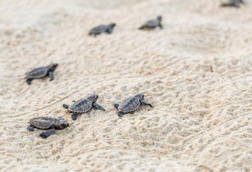 בית, 4 חדרי שינה, Mencey Loco Beach House