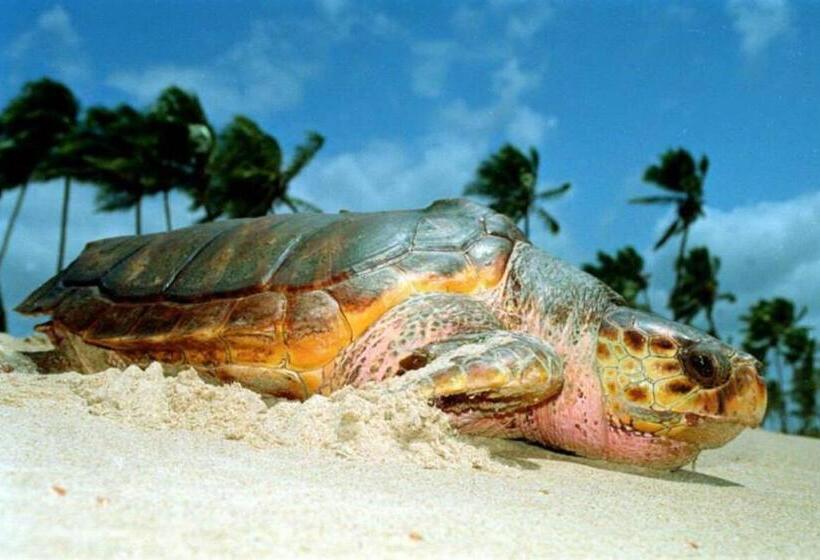 בית, 4 חדרי שינה, Mencey Loco Beach House