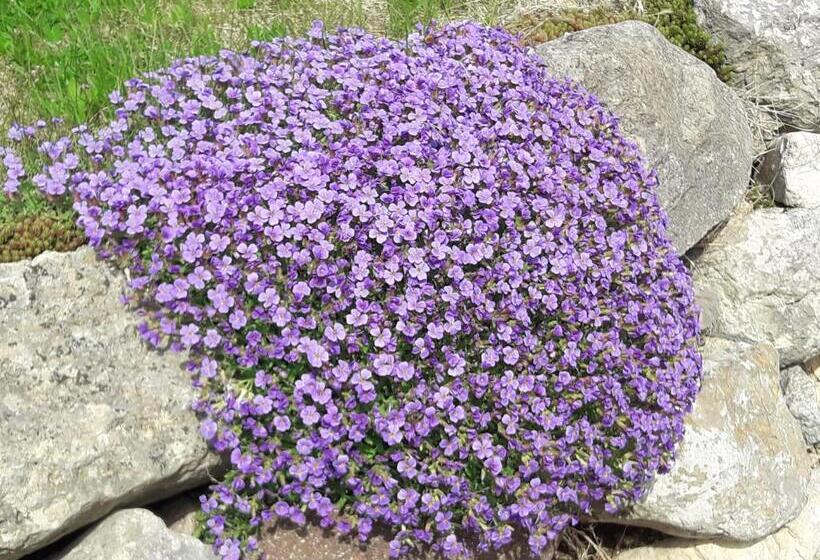 شقة غرفتين, Casa San Felice