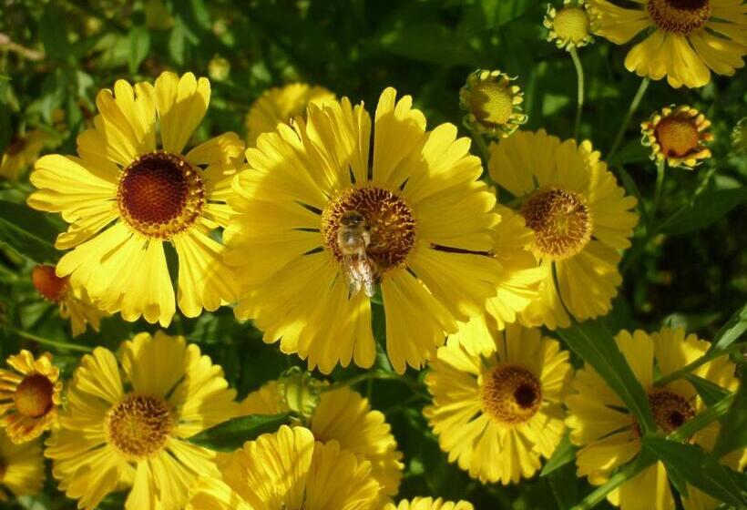 اتاق اکونومی, Marigolds