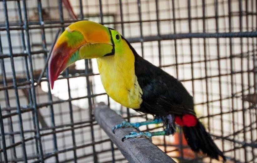 غرفه قياسيه سريرين مزدوجين, Pez Vela