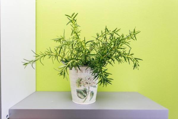 شقة غرفة واحدة مطلة على البحر, Guest House Busurelo