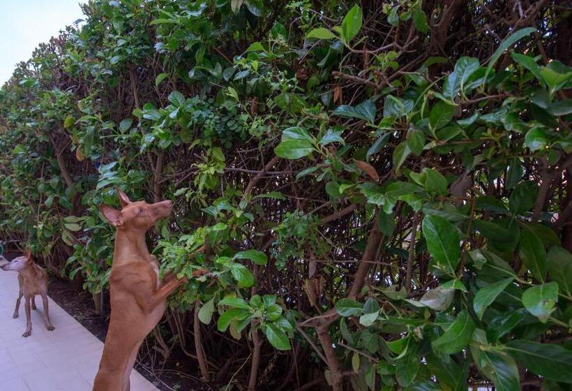 Четырехместный Номер Deluxe, B&b At Durrueli S