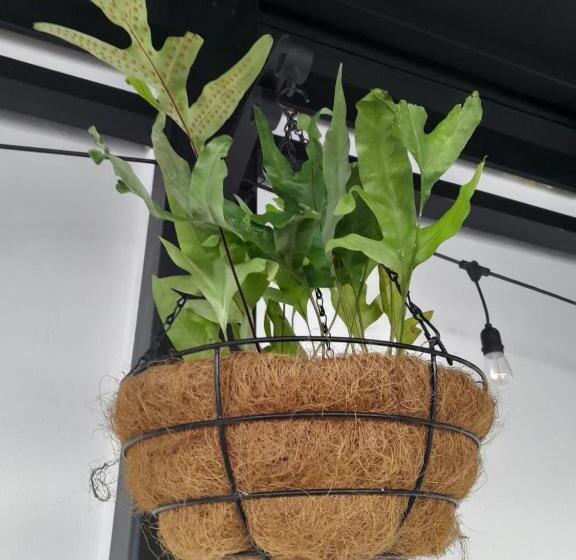 اتاق ساده سه نفره, Hostal Marina Samana