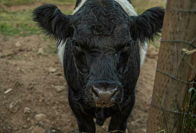 غرفة أساسية, Healing Ponds Farm