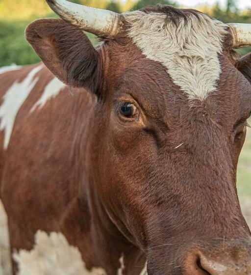 غرفة أساسية, Healing Ponds Farm