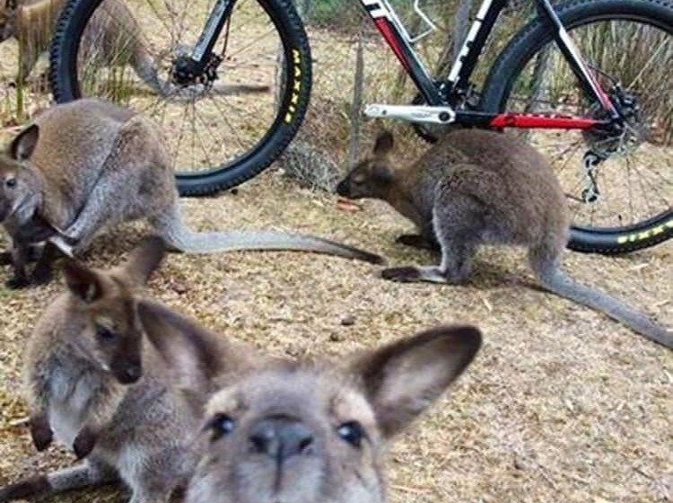 كابينة ديلوكس, Lumera Chalets