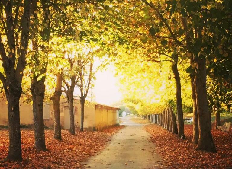 Номер Superior, Napoleon