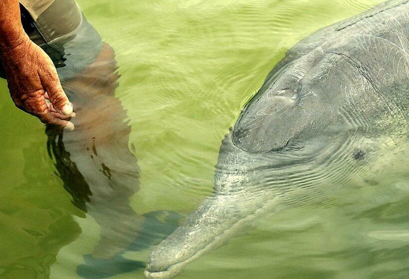 Номер Стандарт, Tin Can Bay Motel