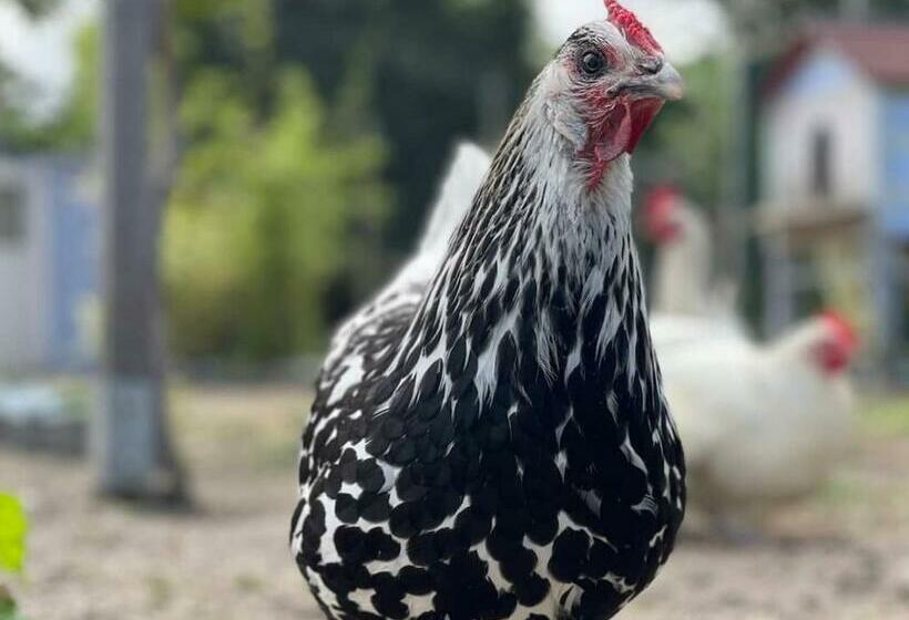 غرفة عائلية, Suite Familiale Spacieuse Au Cœur De La Forêt De Montargis   Fr 1 590 335