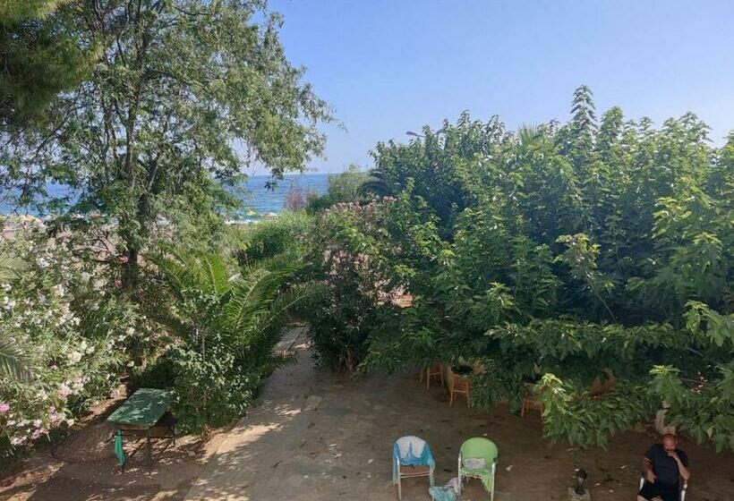 غرفة قياسية, Palmiye