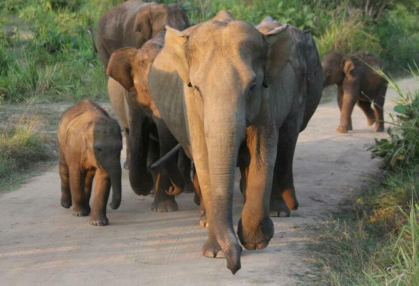 חדר סטנדרט, Weaver Bird Villa