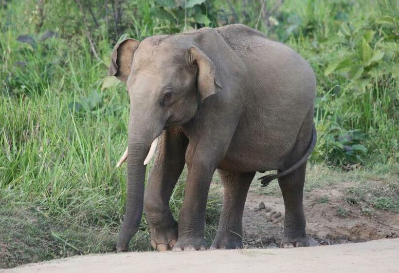חדר סטנדרט, Weaver Bird Villa