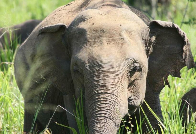 חדר סטנדרט, Weaver Bird Villa