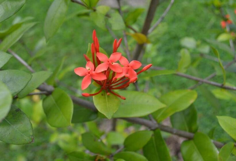 غرفة ديلوكس, Secreto La Fortuna