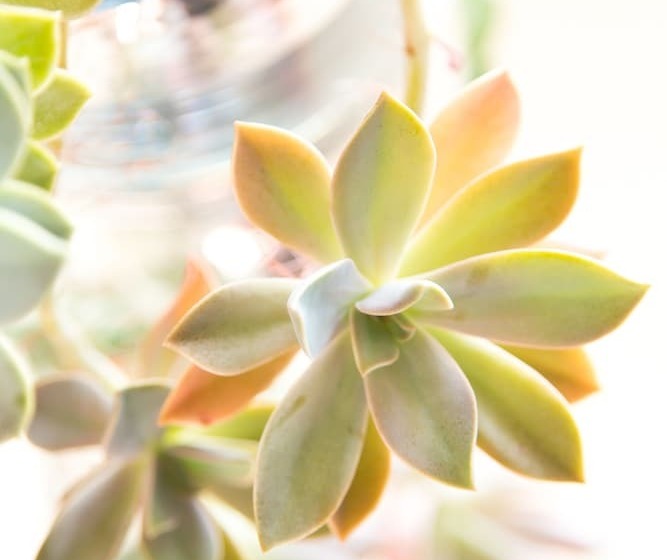 デラックスルーム, Four Palms Accommodation