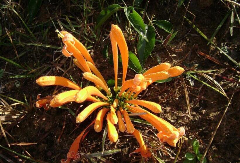 带阳台套房, Aconchego Canastra