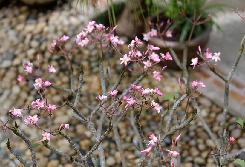 חדר דלוקס נוף לגינה, Baan Imm Sook Resort