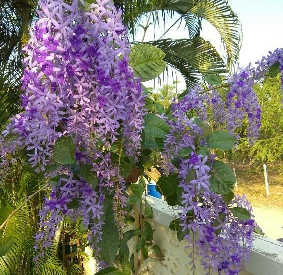 בקתה סטנדרטית, Stella Resort