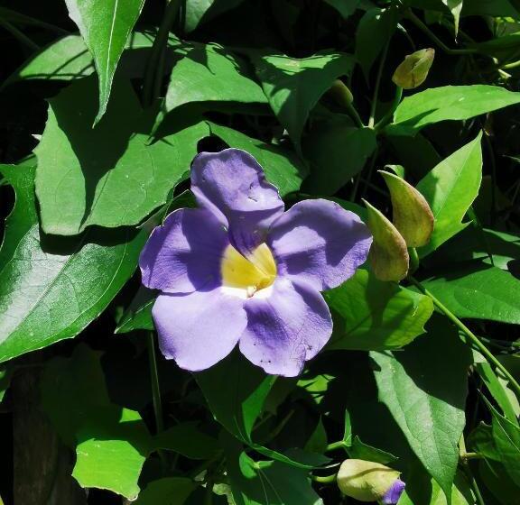 غرفة قياسية, Back Yard Madiha Restaurant And Rooms