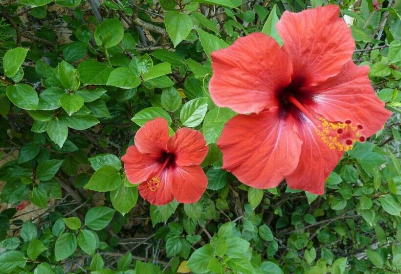 标准间, Finca Son Ametler