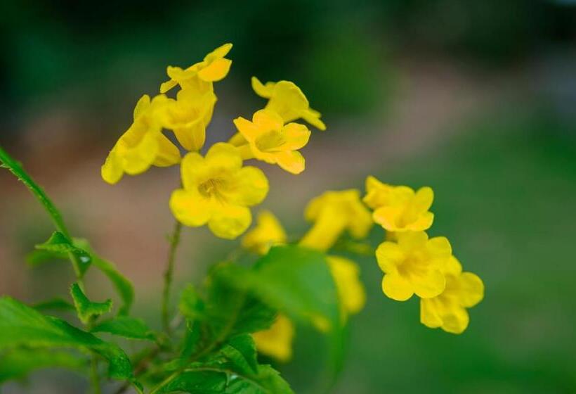 اتاق استاندارد با تخت بزرگ, Eco Cay Sao Phu Quoc