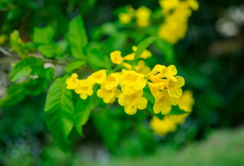 اتاق استاندارد با تخت بزرگ, Eco Cay Sao Phu Quoc