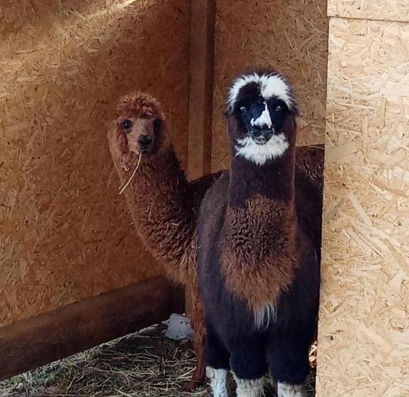 غرفة قياسية مطلّة علي الحديقة, Les Chambres De Solol