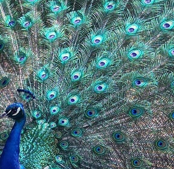 غرفة قياسية مطلّة علي الحديقة, Les Chambres De Solol